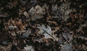 Preview wallpaper oak, leaves, autumn, fallen