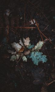 Preview wallpaper oak, leaves, autumn, drops, moisture, fallen