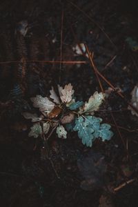 Preview wallpaper oak, leaves, autumn, drops, moisture, fallen