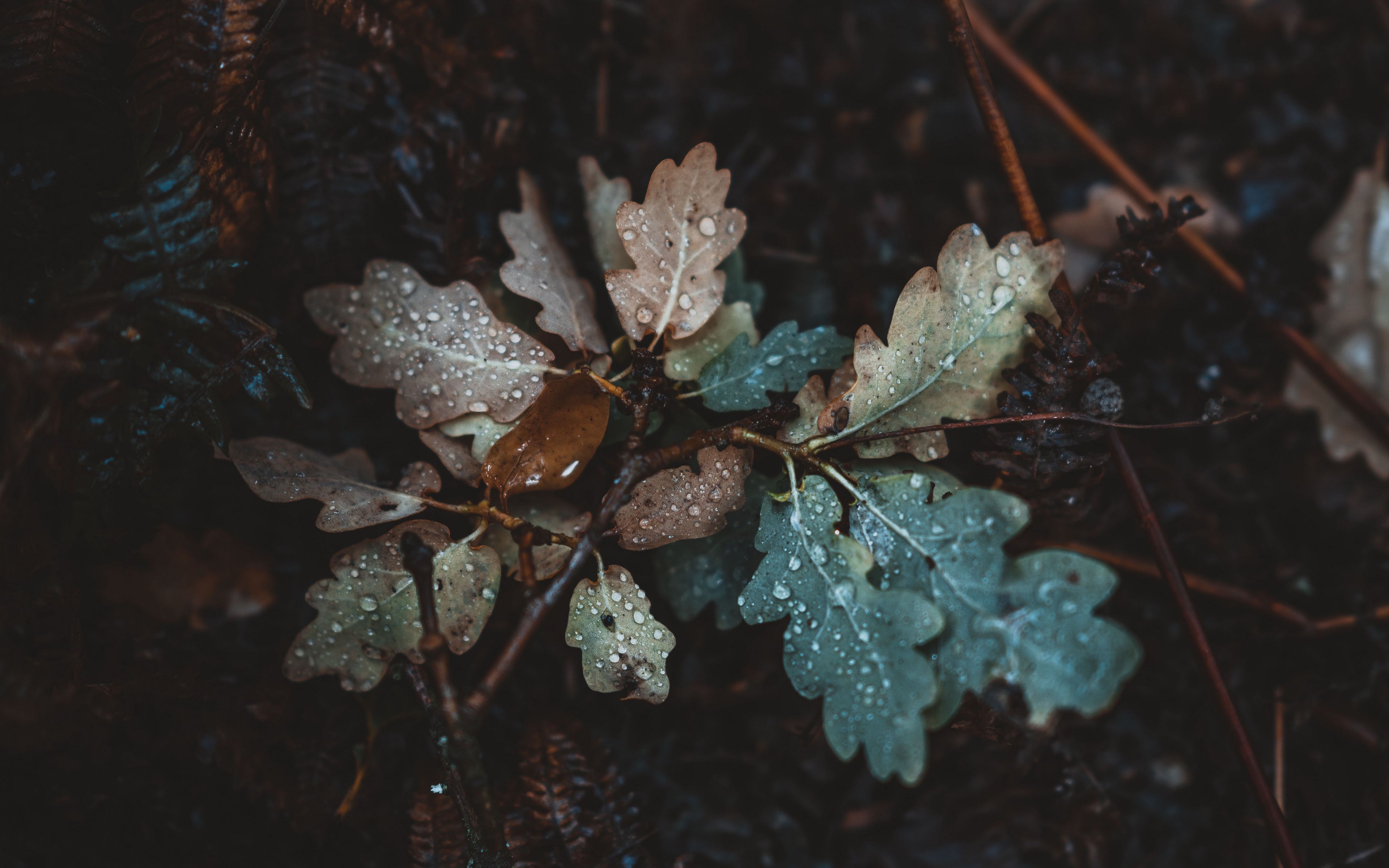 Download wallpaper 3840x2400 oak, leaves, autumn, drops, moisture