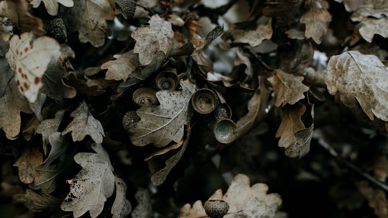 Wallpaper oak, leaves, branch, dry, plant
