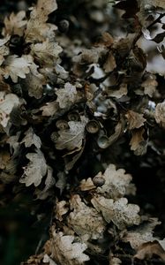 Preview wallpaper oak, leaves, branch, dry, plant