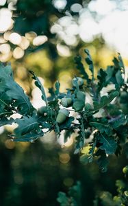 Preview wallpaper oak, leaves, branch, acorns