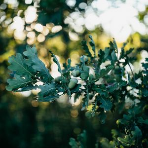 Preview wallpaper oak, leaves, branch, acorns