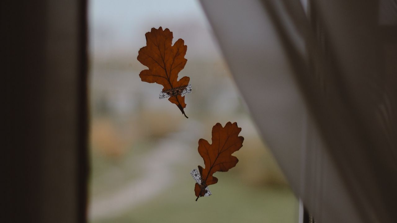 Wallpaper oak, leaves, window, glass, autumn