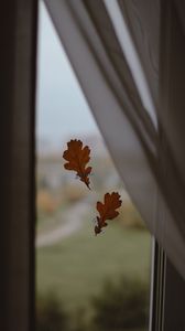 Preview wallpaper oak, leaves, window, glass, autumn