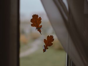 Preview wallpaper oak, leaves, window, glass, autumn