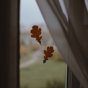 Preview wallpaper oak, leaves, window, glass, autumn