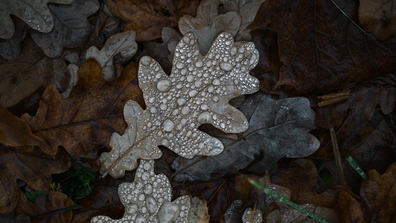 Download wallpaper 1366x768 oak, oak leaf, leaves, drops, macro tablet