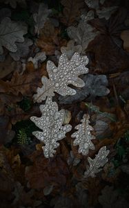 Preview wallpaper oak, oak leaf, leaves, drops, macro