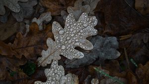 Preview wallpaper oak, oak leaf, leaves, drops, macro