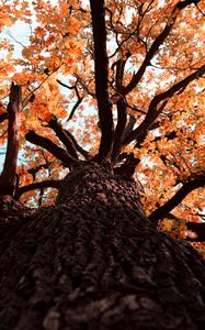 Preview wallpaper oak, tree, branches, leaves, yellow, autumn