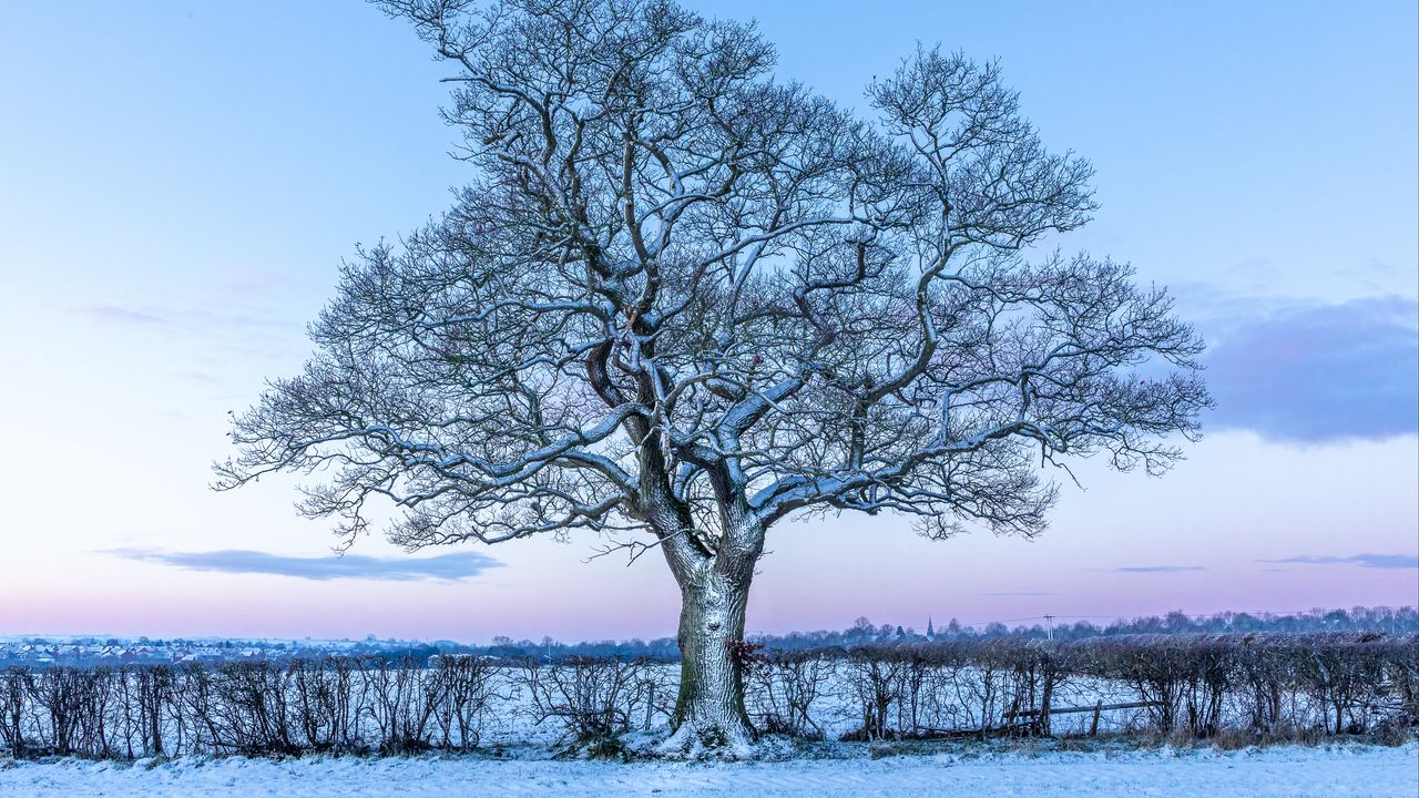 Wallpaper oak, tree, snow, field, winter