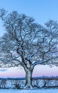 Preview wallpaper oak, tree, snow, field, winter