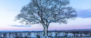 Preview wallpaper oak, tree, snow, field, winter