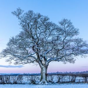 Preview wallpaper oak, tree, snow, field, winter