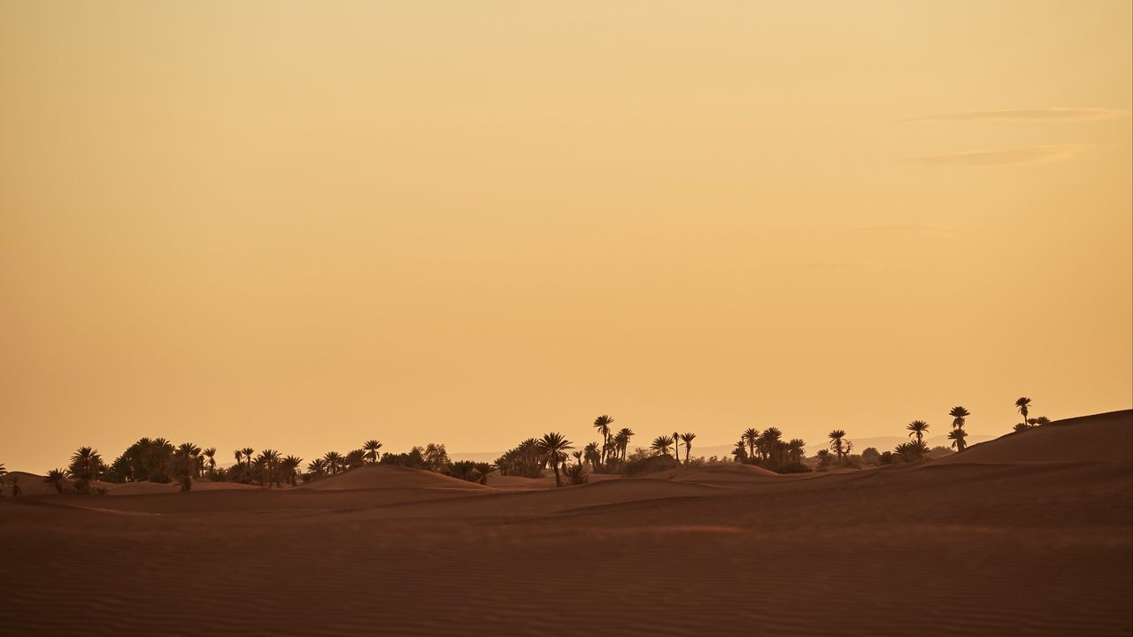 Wallpaper oasis, desert, palm, sand