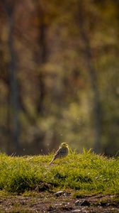 Preview wallpaper oatmeal, bird, grass, wildlife
