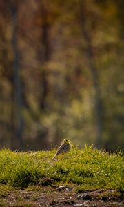Preview wallpaper oatmeal, bird, grass, wildlife