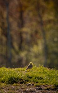 Preview wallpaper oatmeal, bird, grass, wildlife