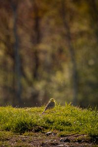 Preview wallpaper oatmeal, bird, grass, wildlife