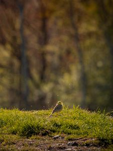 Preview wallpaper oatmeal, bird, grass, wildlife