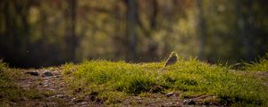 Preview wallpaper oatmeal, bird, grass, wildlife