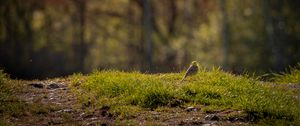 Preview wallpaper oatmeal, bird, grass, wildlife