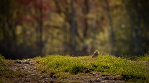 Preview wallpaper oatmeal, bird, grass, wildlife