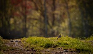 Preview wallpaper oatmeal, bird, grass, wildlife