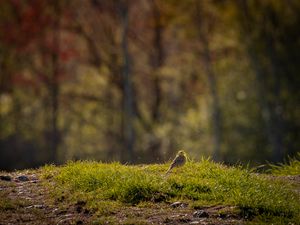 Preview wallpaper oatmeal, bird, grass, wildlife