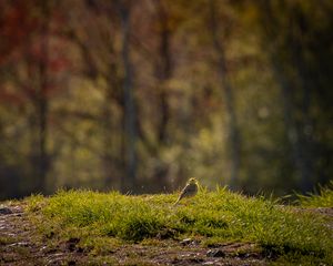 Preview wallpaper oatmeal, bird, grass, wildlife