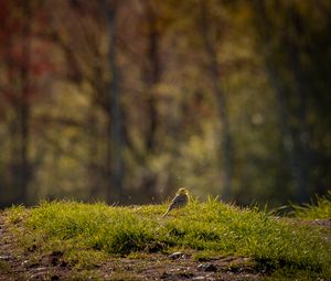 Preview wallpaper oatmeal, bird, grass, wildlife