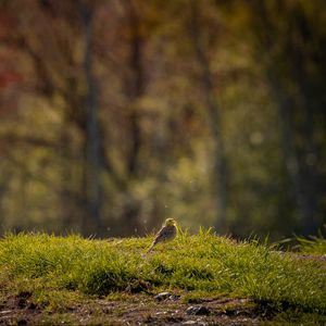Preview wallpaper oatmeal, bird, grass, wildlife
