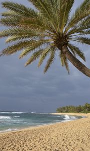 Preview wallpaper ocean, beach, sand, palm tree, tropics