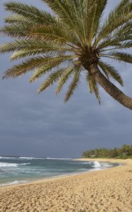 Preview wallpaper ocean, beach, sand, palm tree, tropics