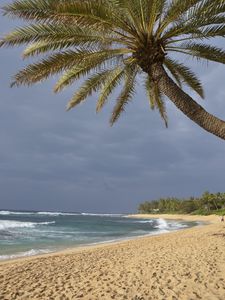 Preview wallpaper ocean, beach, sand, palm tree, tropics