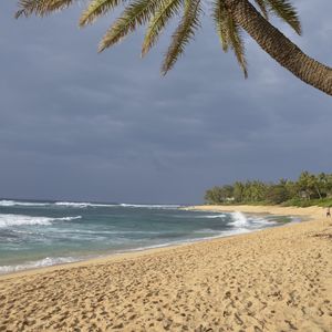 Preview wallpaper ocean, beach, sand, palm tree, tropics