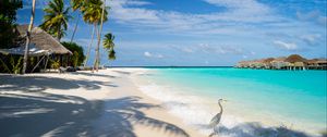 Preview wallpaper ocean, bird, shore, bungalow, tropics