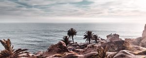 Preview wallpaper ocean, coast, palm trees, cliff, rocky, horizon