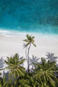 Preview wallpaper ocean, palm trees, aerial view, coast, sand, maldives