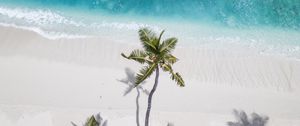 Preview wallpaper ocean, palm trees, aerial view, coast, sand, maldives