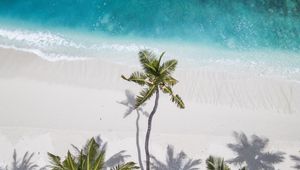 Preview wallpaper ocean, palm trees, aerial view, coast, sand, maldives