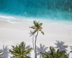 Preview wallpaper ocean, palm trees, aerial view, coast, sand, maldives