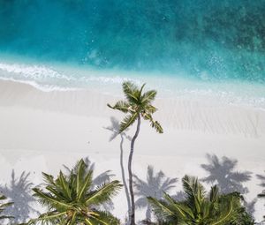 Preview wallpaper ocean, palm trees, aerial view, coast, sand, maldives