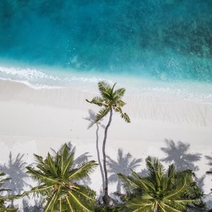 Preview wallpaper ocean, palm trees, aerial view, coast, sand, maldives