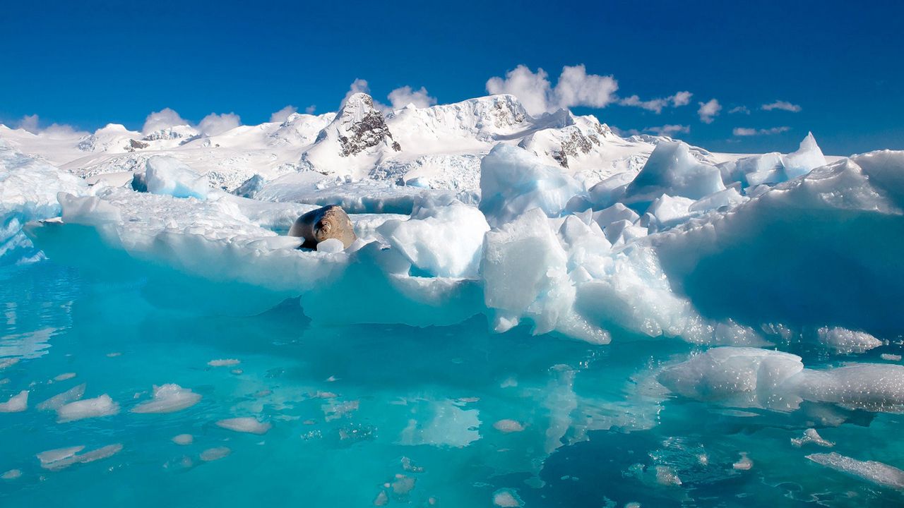 Wallpaper ocean, sea cat, clouds, water, ice