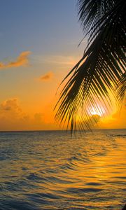 Preview wallpaper ocean, sunset, palm, beach, barbados