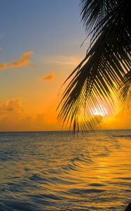 Preview wallpaper ocean, sunset, palm, beach, barbados