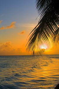 Preview wallpaper ocean, sunset, palm, beach, barbados